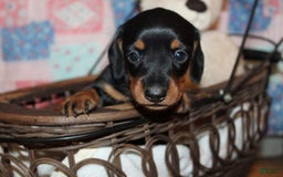 Dachshund dogs for sale: Raven Boy 1 - Image 8