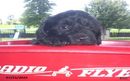Yorkiepoo dogs for sale: Manny - Image 18