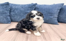 Mini Bernedoodle dogs for sale: Carter - Image 3