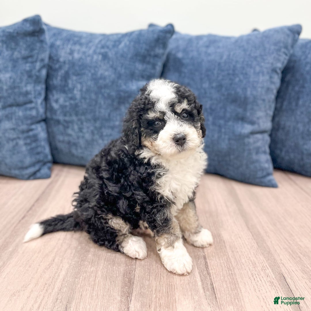 Mini Bernedoodle dogs for sale: Carter - Image 3