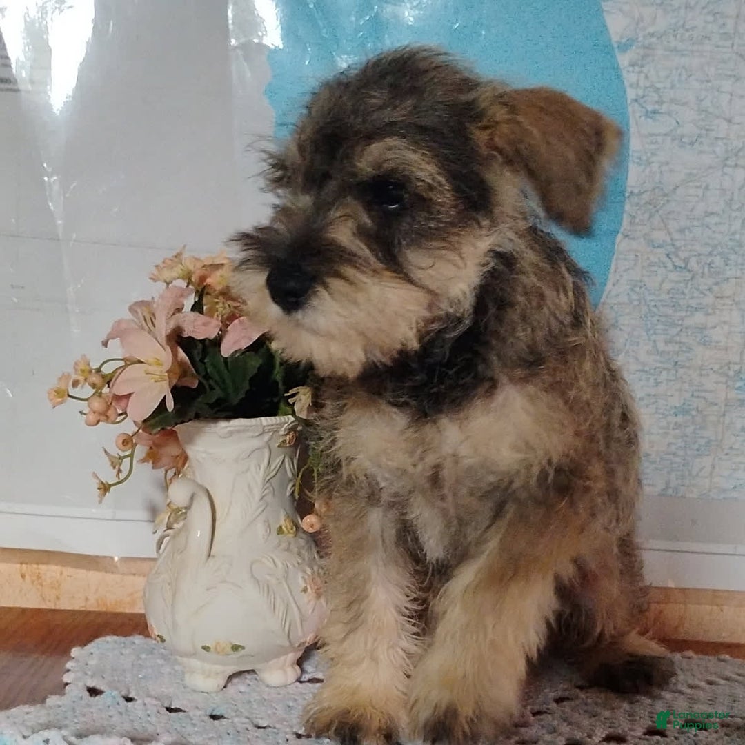 Miniature Schnauzer dogs for sale: Charlie - Image 7