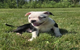 Olde English Bulldogge dogs for sale: Roger - Image 8