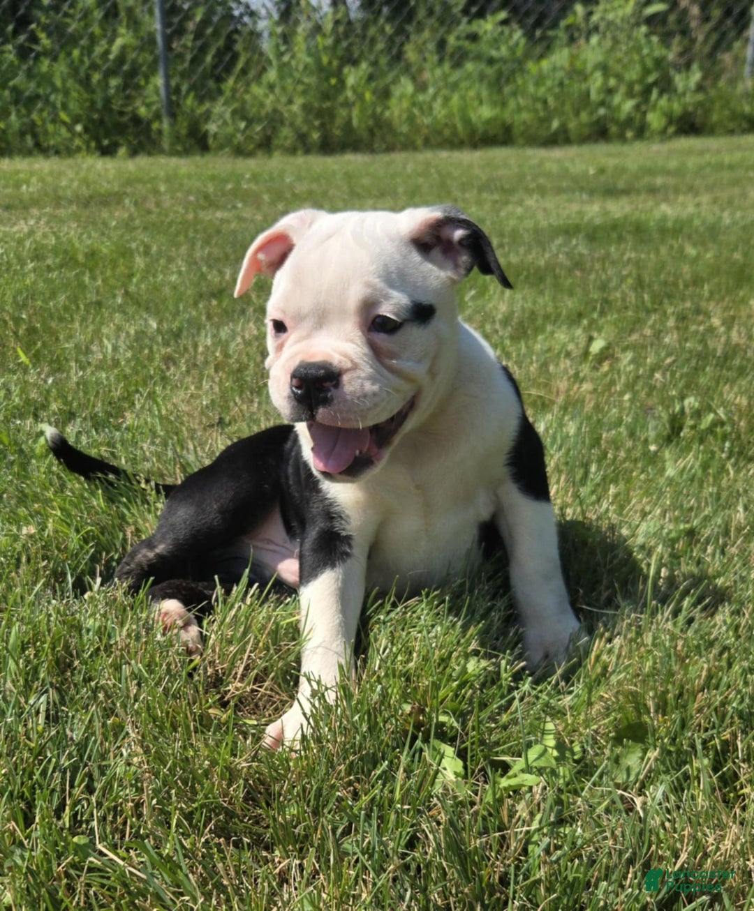 Olde English Bulldogge dogs for sale: Roger - Image 8