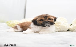 Shih Tzu dogs for sale: Jolene - Image 5