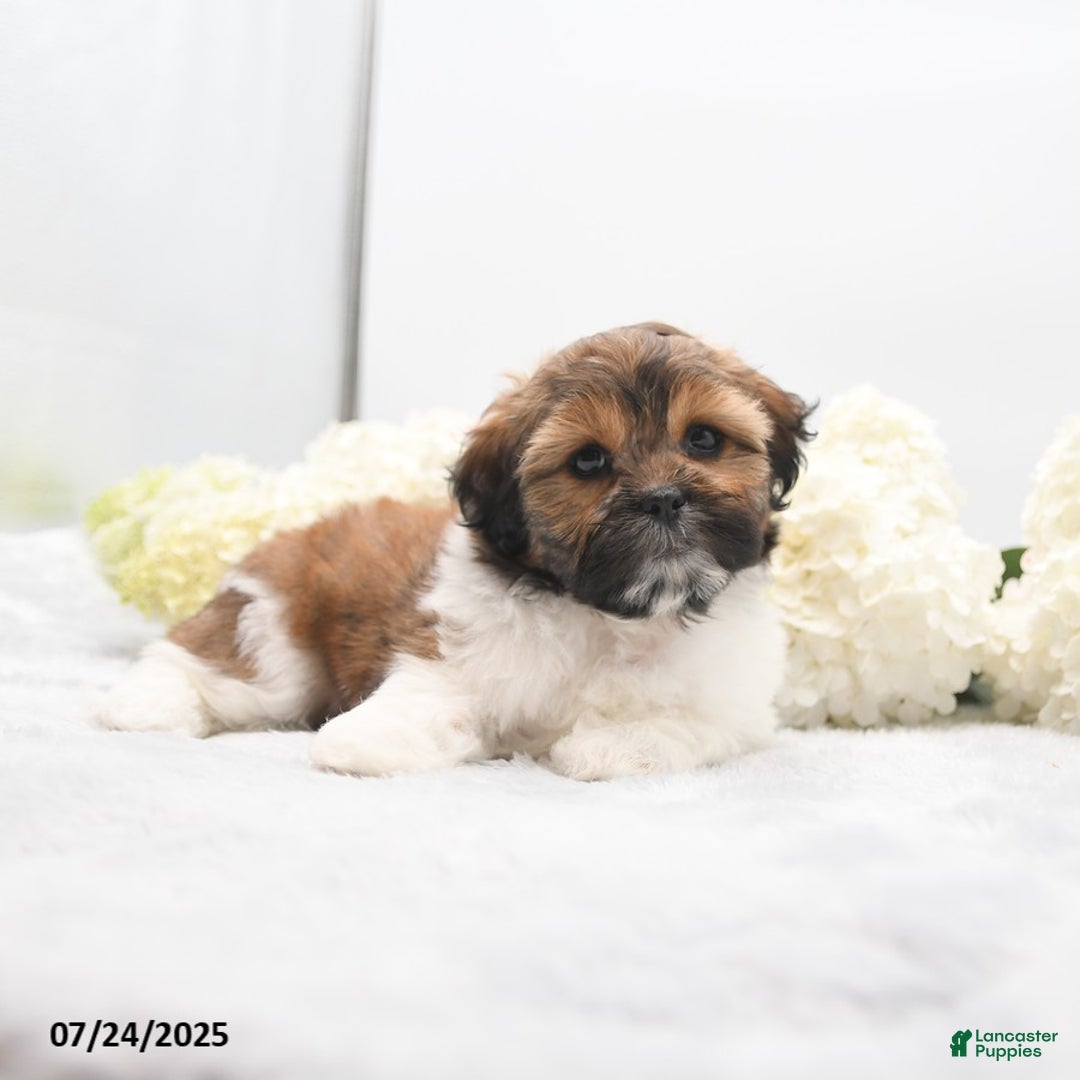 Shih Tzu dogs for sale: Jolene - Image 5