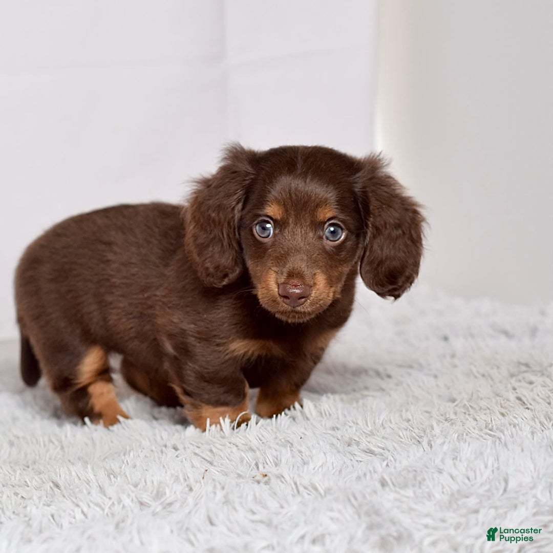 Miniature Dachshund dogs for sale: Mr. Sammy - Image 2