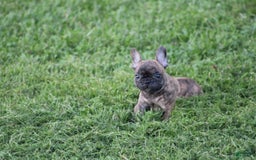 French Bulldog dogs for sale: Roland - Image 2
