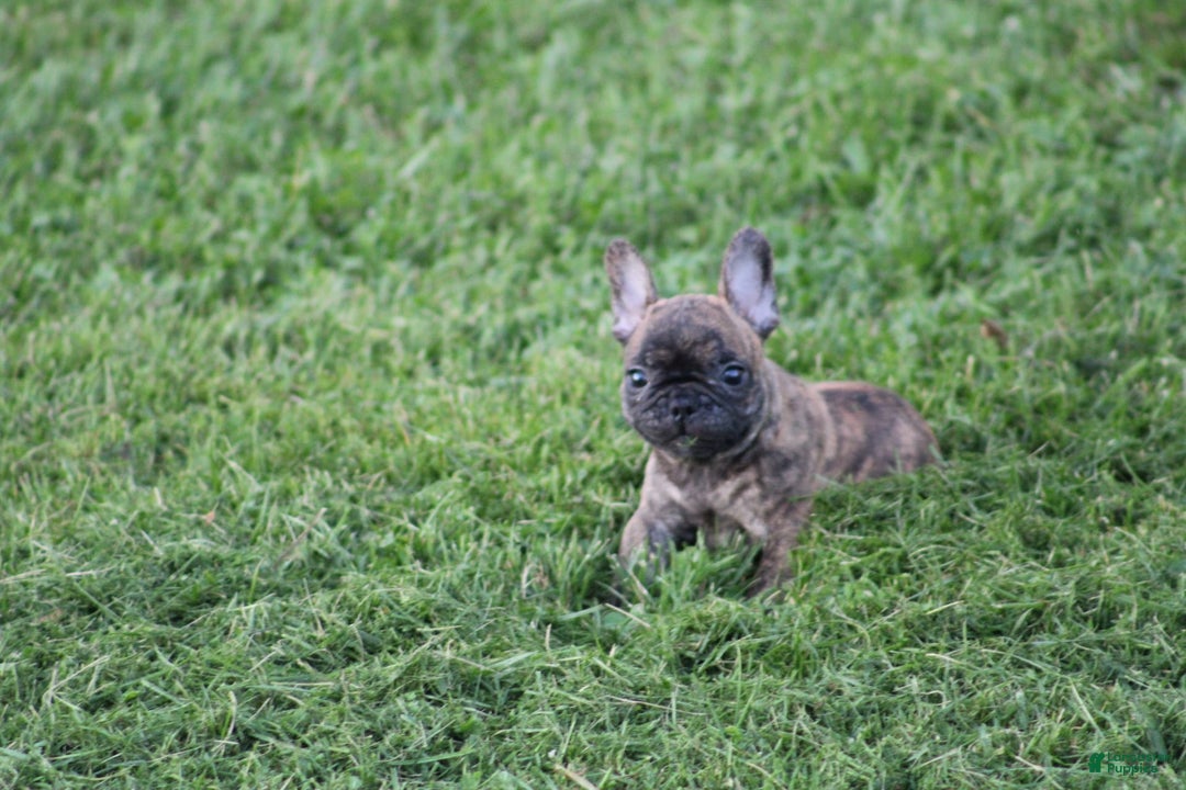 French Bulldog dogs for sale: Roland - Image 2