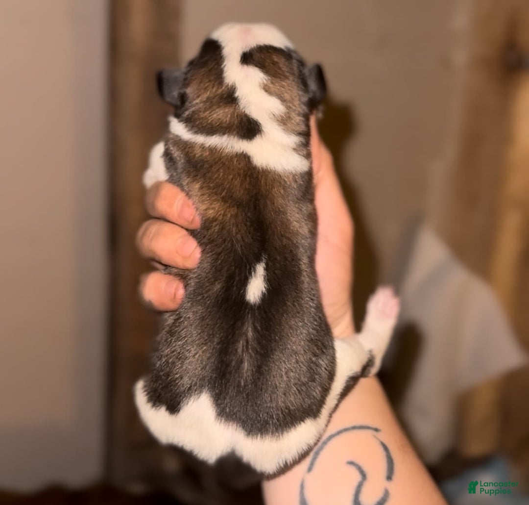 Saint Bernard dogs for sale: Violet - Image 2