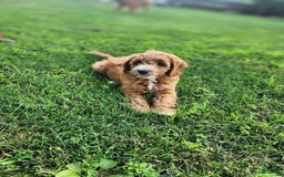 Irish Doodle dogs for sale: Celeste-mini Irish Doodle - Image 4