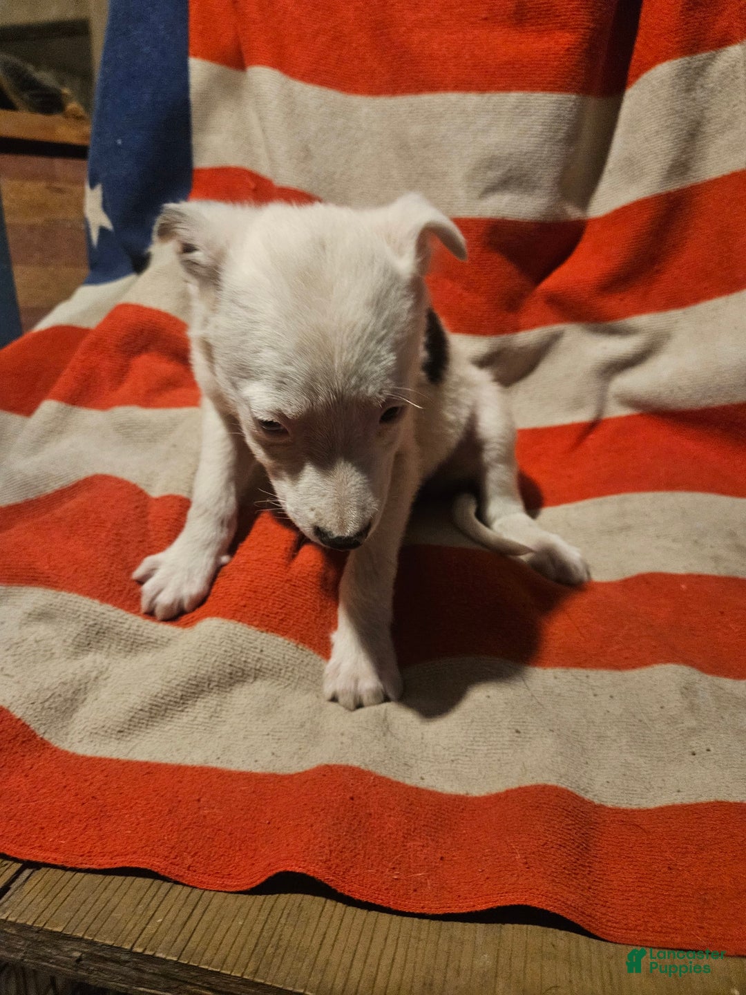 Border Collie dogs for sale: Dreami - Image 6