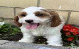 Cavapoo dogs for sale: Freddie - Image 3