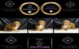 Toy Poodle dogs for sale: Flynn - Image 4