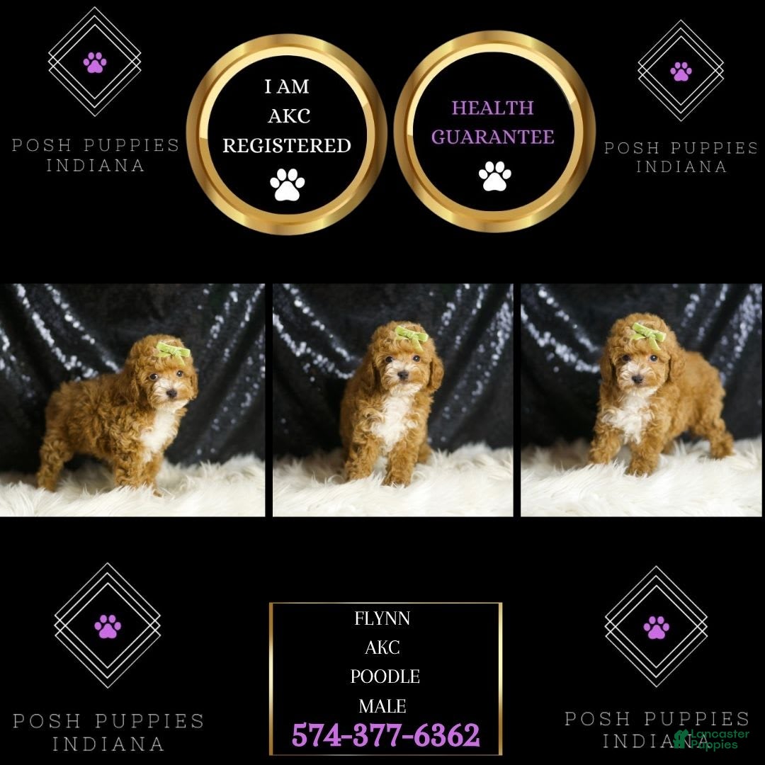 Toy Poodle dogs for sale: Flynn - Image 4