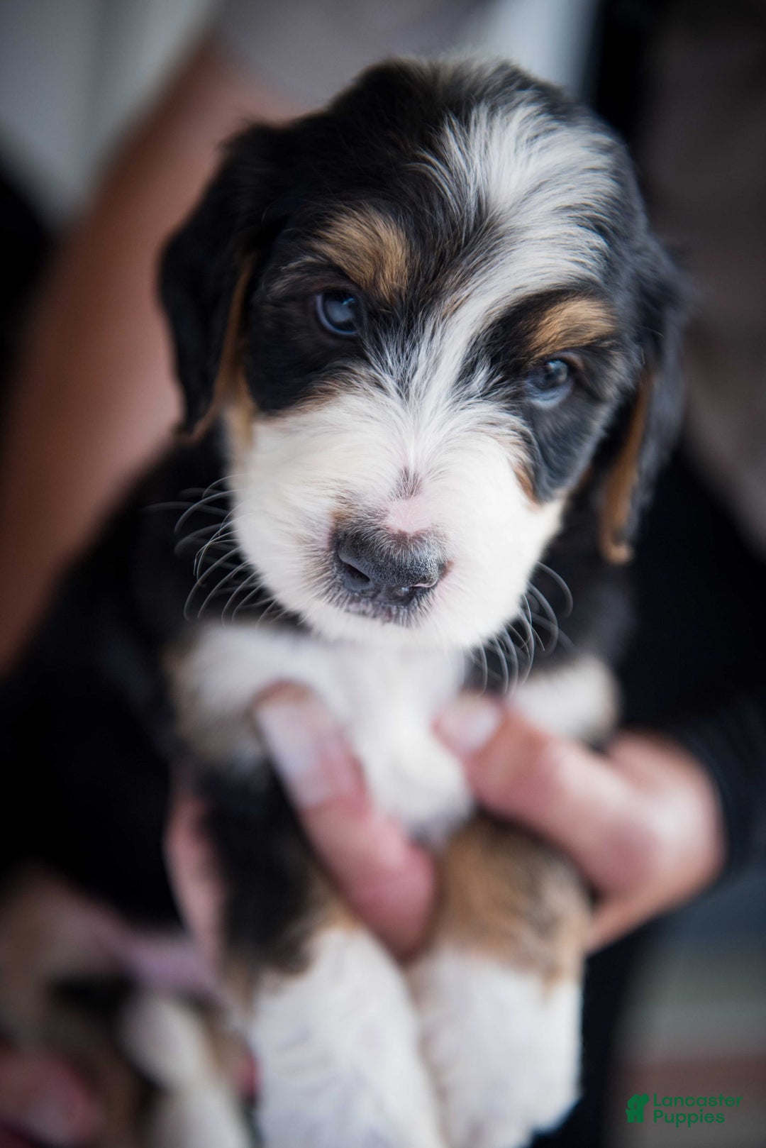 Bernedoodle dogs for sale: Spiderman - Image 20