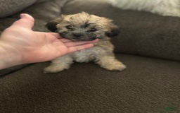 Teddy Bear dogs for sale: Sadie - Image 5