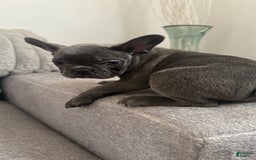French Bulldog dogs for sale: David - Image 5