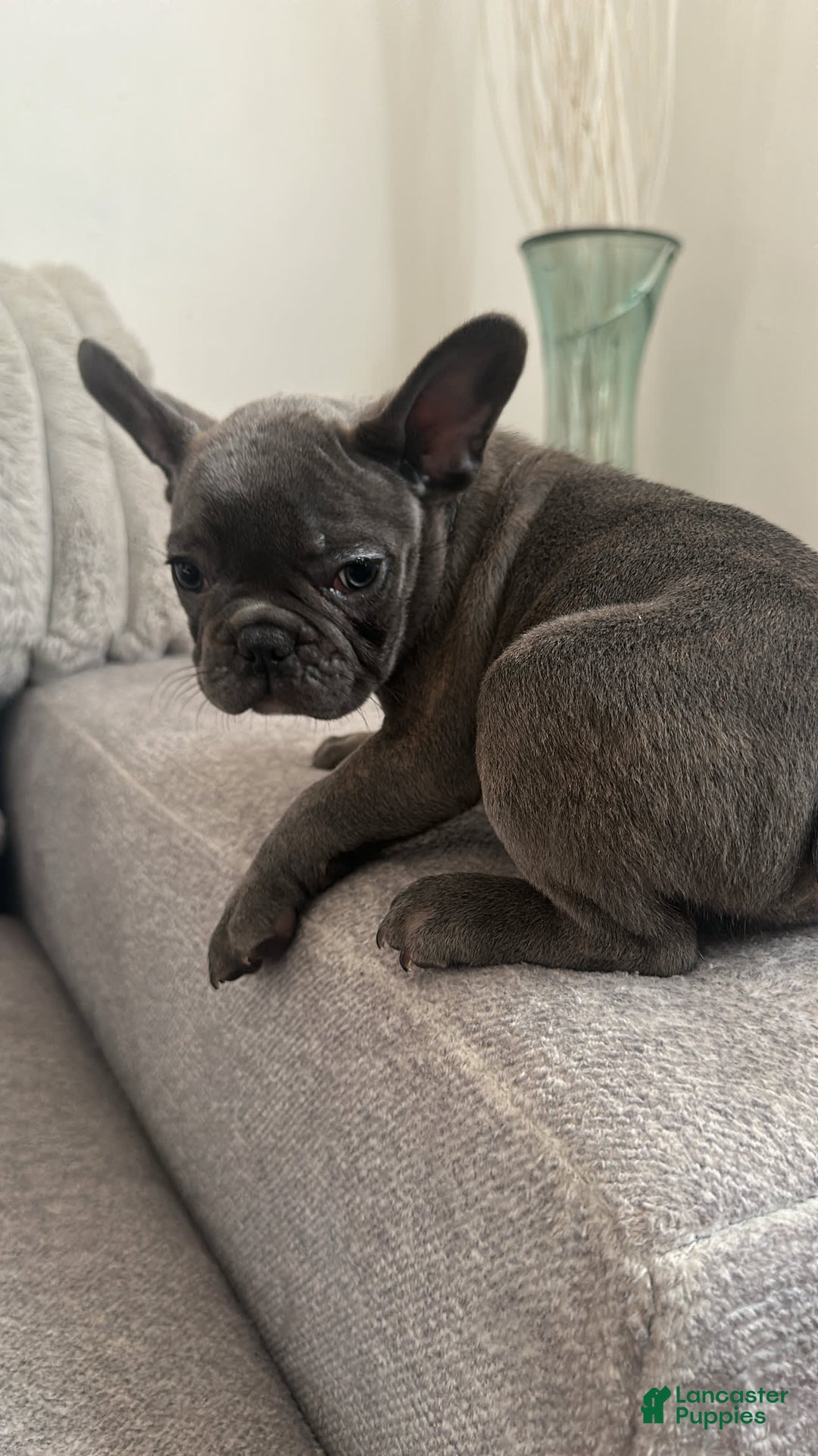 French Bulldog dogs for sale: David - Image 5