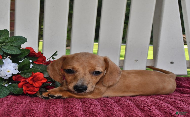 Miniature Dachshund dogs for sale - Ad 2
