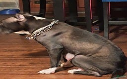American Staffordshire Terrier dogs for sale: Villain - Image 2