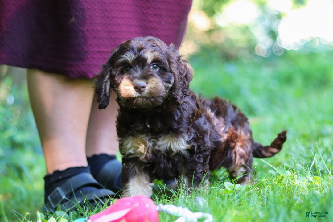 Cockapoo dogs for sale: Ace - Image 17