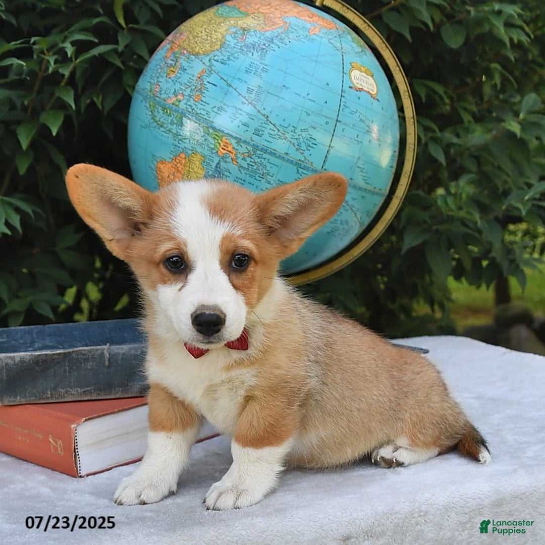 Welsh Corgi Pembroke dogs for sale: Aspen - Image 4