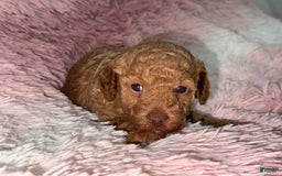 Miniature Poodle dogs for sale: Puppy Three - Image 1