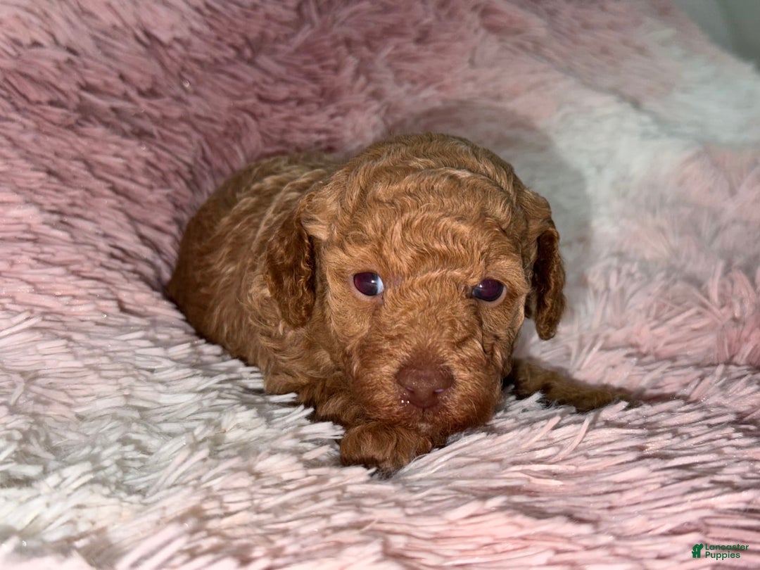 Miniature Poodle dogs for sale: Puppy Three - Image 1