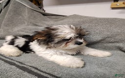 Morkie dogs for sale: Pokey - Image 5