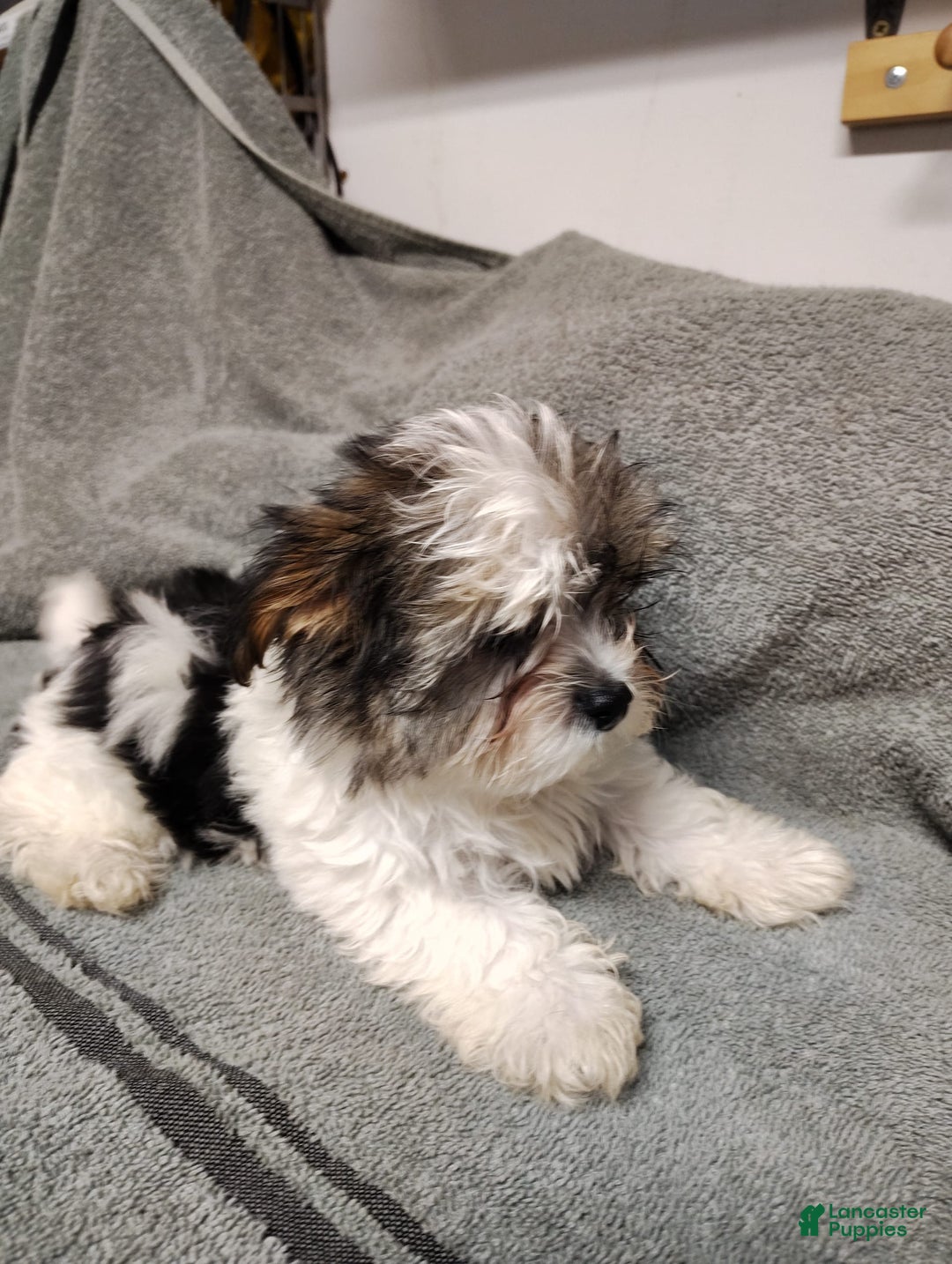 Morkie dogs for sale: Pokey - Image 5
