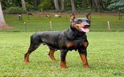 Doberman Pinscher dogs for sale: Male Puppy - Image 30
