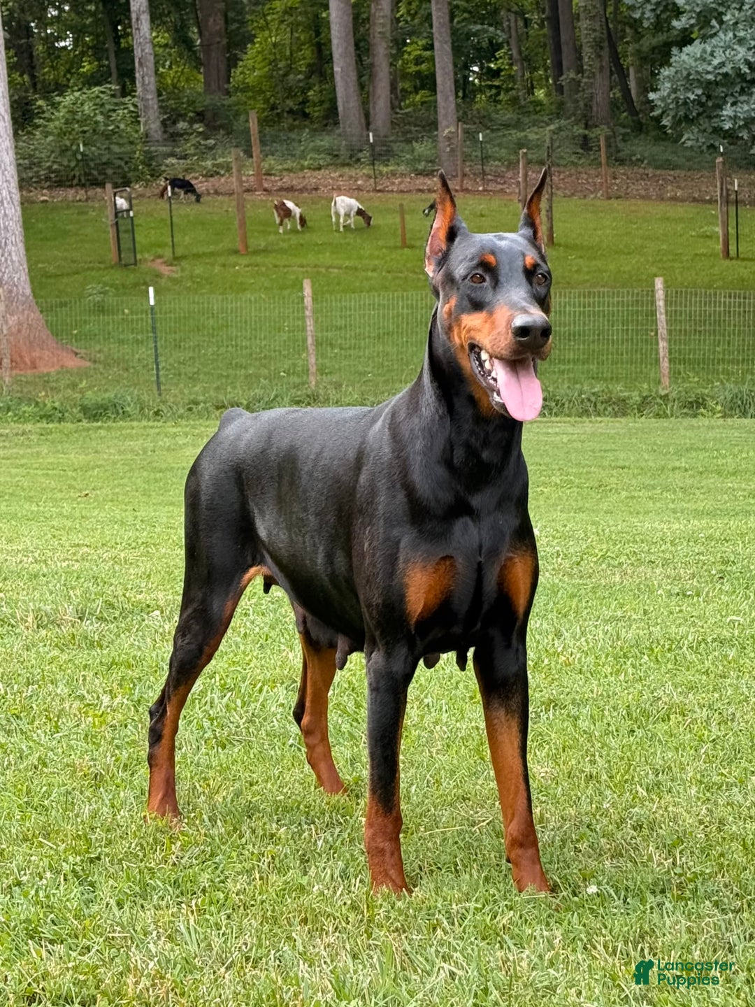 Doberman Pinscher dogs for sale: Male Puppy - Image 30