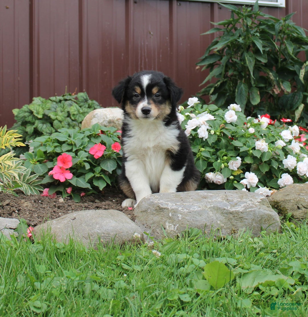 Australian Shepherd dogs for sale: Lonnie - Image 1