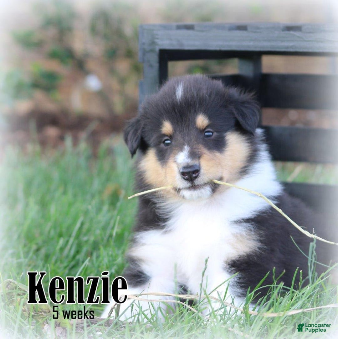 categoriesInfo:categoryAttributeOptions.pets.dogs.breed.roughCollie dogs for sale: Kenzie - Image 4