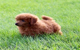 Miniature Poodle dogs for sale: Proctor - Image 6