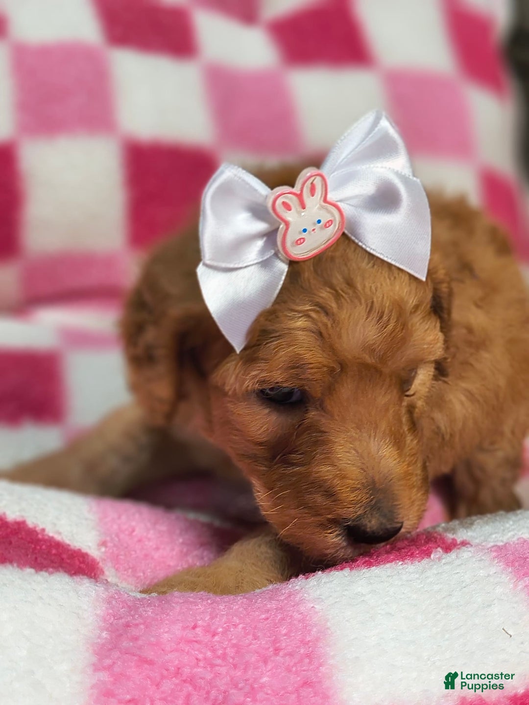 Mini Goldendoodle dogs for sale: Romi - Image 2