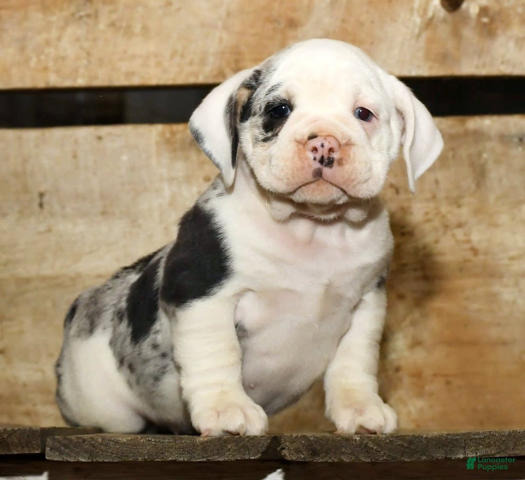 Beabull dogs for sale: Sunny - Image 9