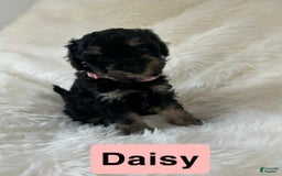 Cavapoo dogs for sale: Daisy - Image 5