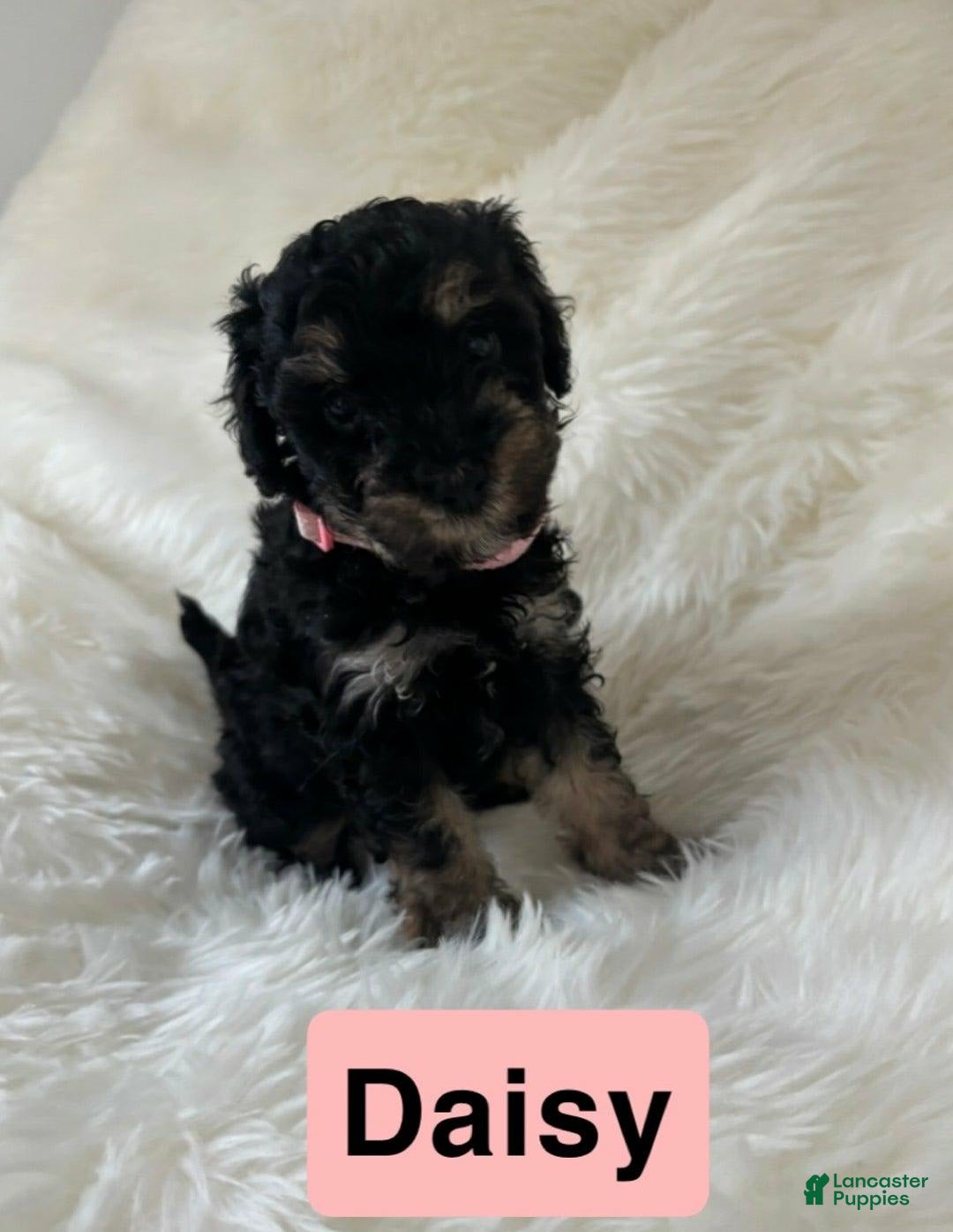 Cavapoo dogs for sale: Daisy - Image 5