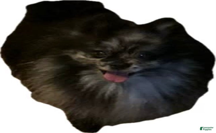 Pomeranian dogs for sale - Ad 3