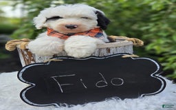 Sheepadoodle dogs for sale: Fido - Image 1