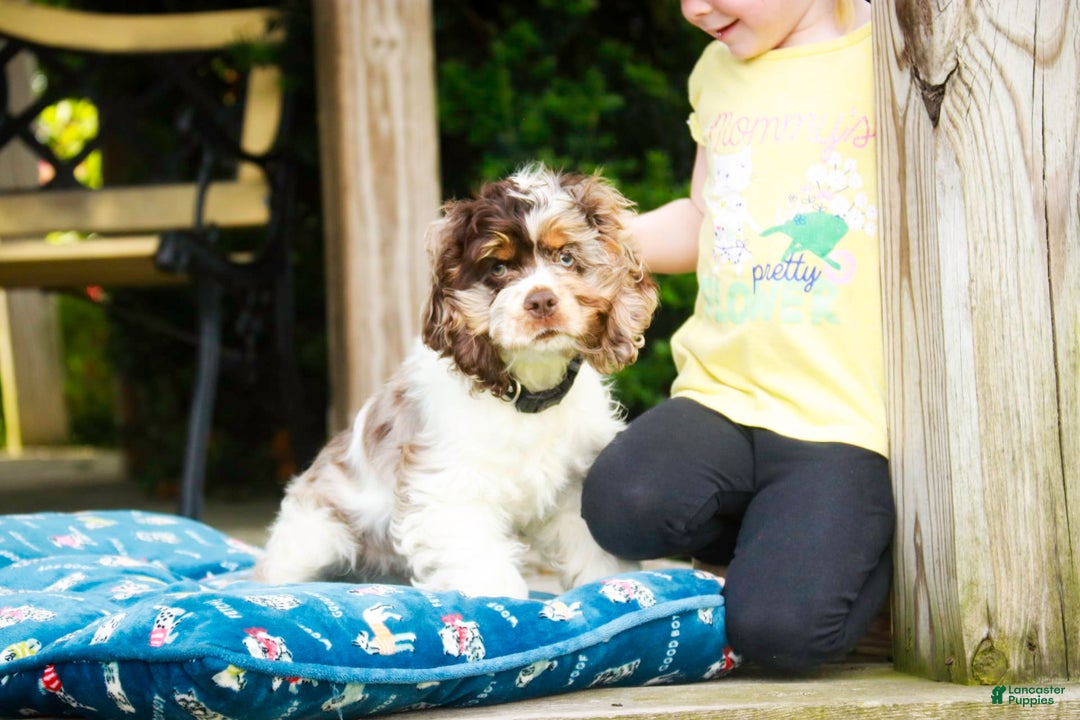 Cocker Spaniel dogs for sale: Beckham - Image 20