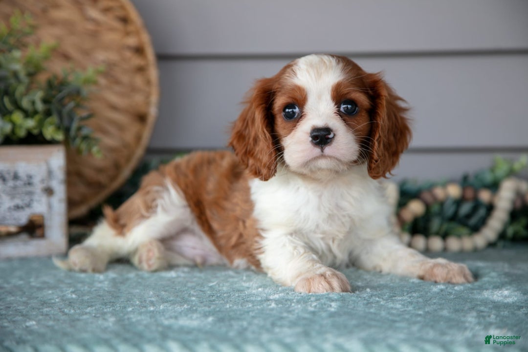 Cavalier King Charles Spaniel dogs for sale: Joe - Image 1