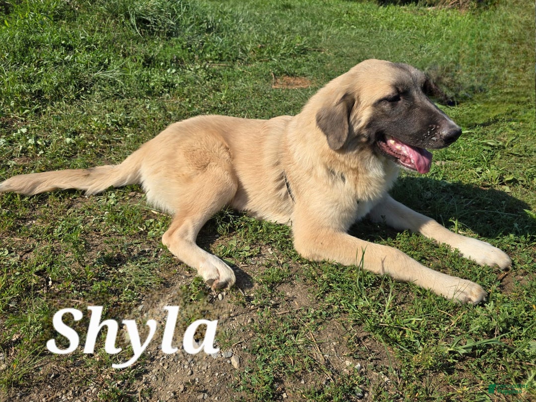 Anatolian Shepherd dogs for sale: Bell - Image 4