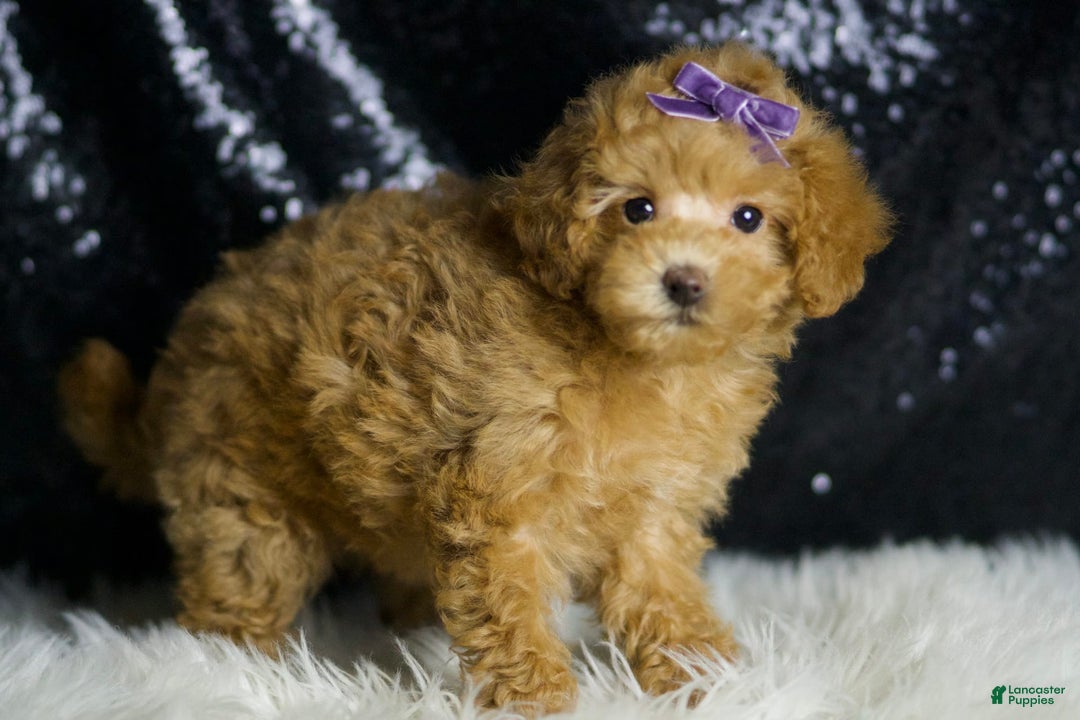 Maltipoo dogs for sale: Connie - Image 6