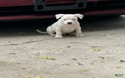 Catahoula Leopard Dog dogs for sale: Blue - Image 5