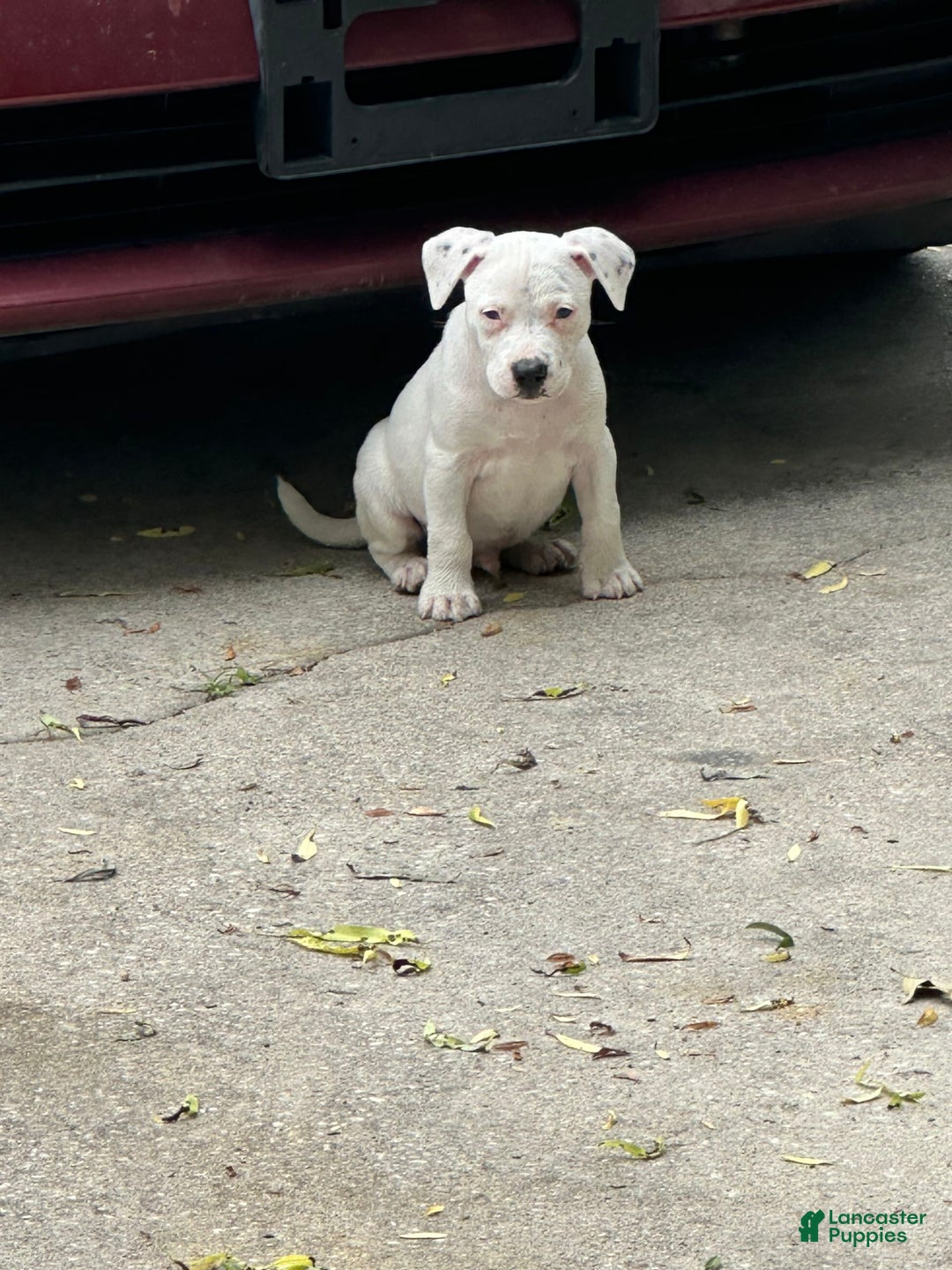 Catahoula Leopard Dog dogs for sale: Blue - Image 5