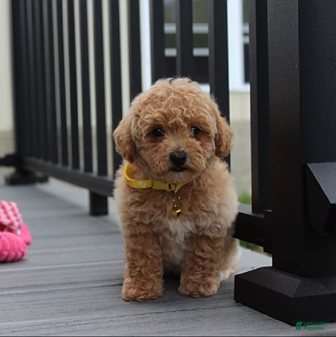 Bichpoo dogs for sale: Addison - Image 3