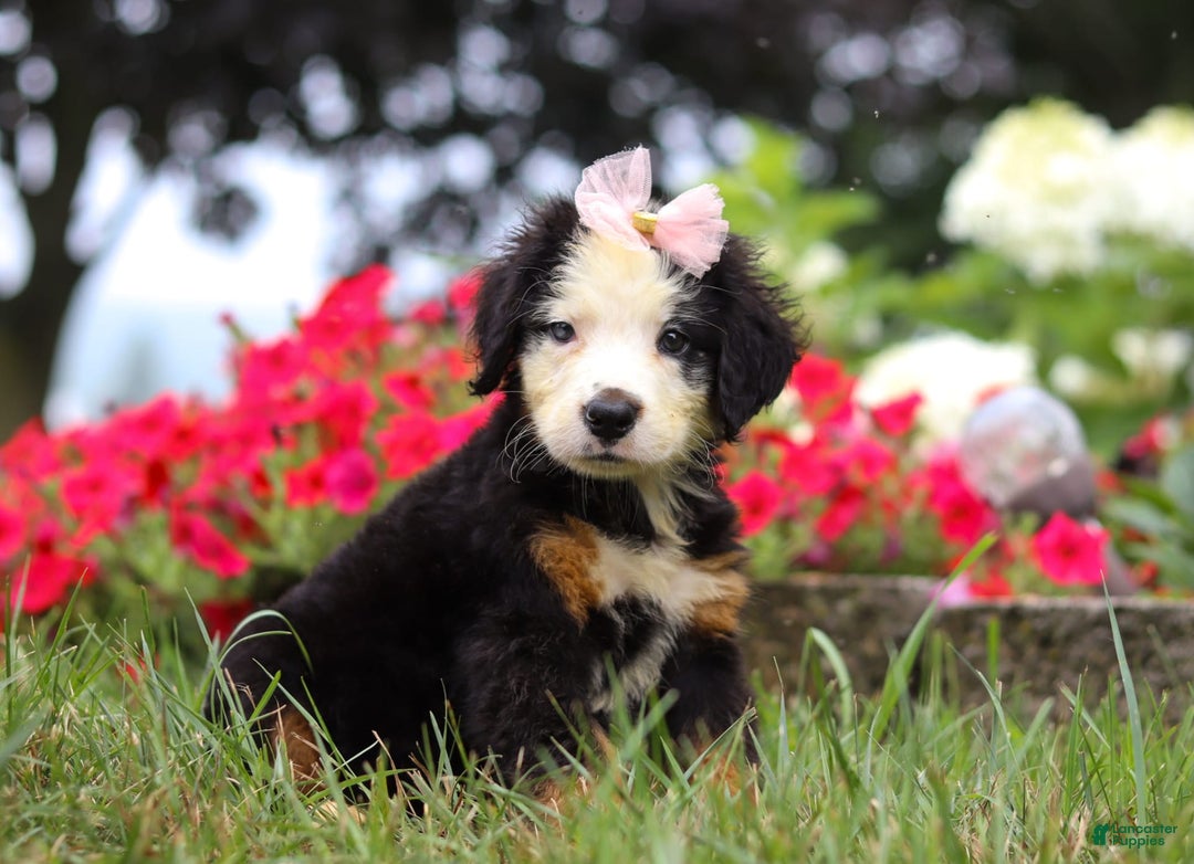 Bernese Mountain Dog dogs for sale: Bailey - Image 4