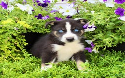 Australian Shepherd dogs for sale: Ranger - Image 1